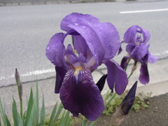 路傍の花