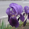 路傍の花