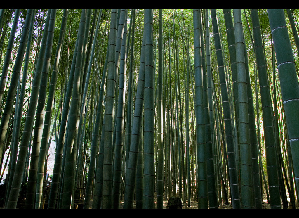 報国寺にて