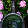 アジサイと水がめ