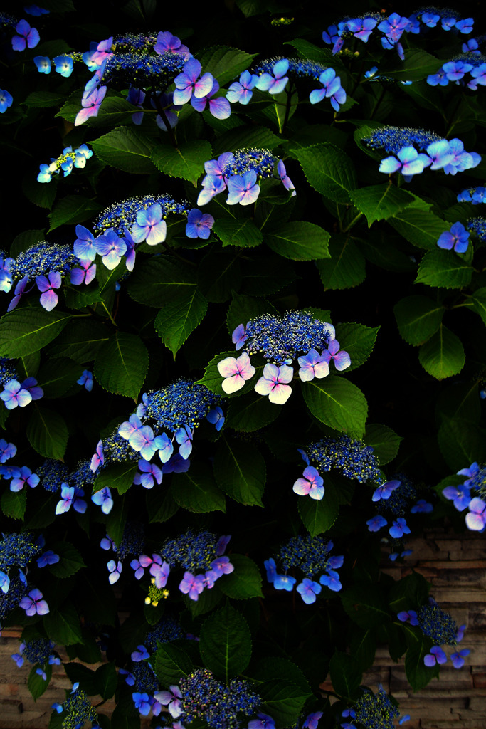 紫陽花の詩