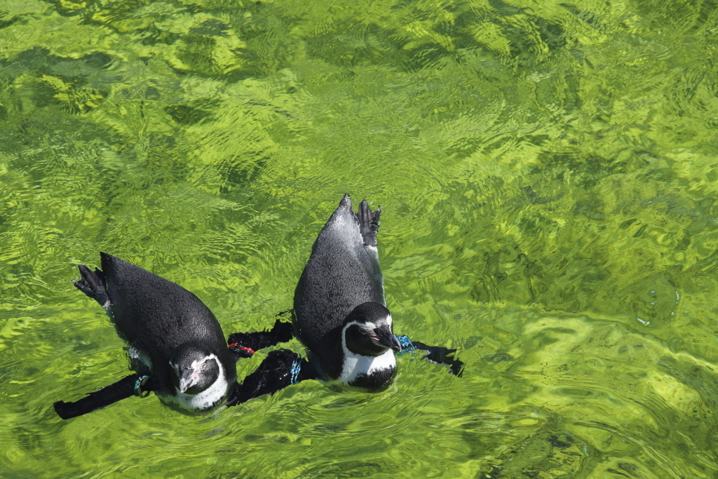 フンボルトペンギン