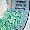 Clover
