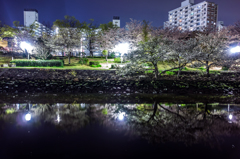 夜の公園