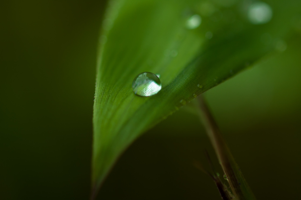 水玉