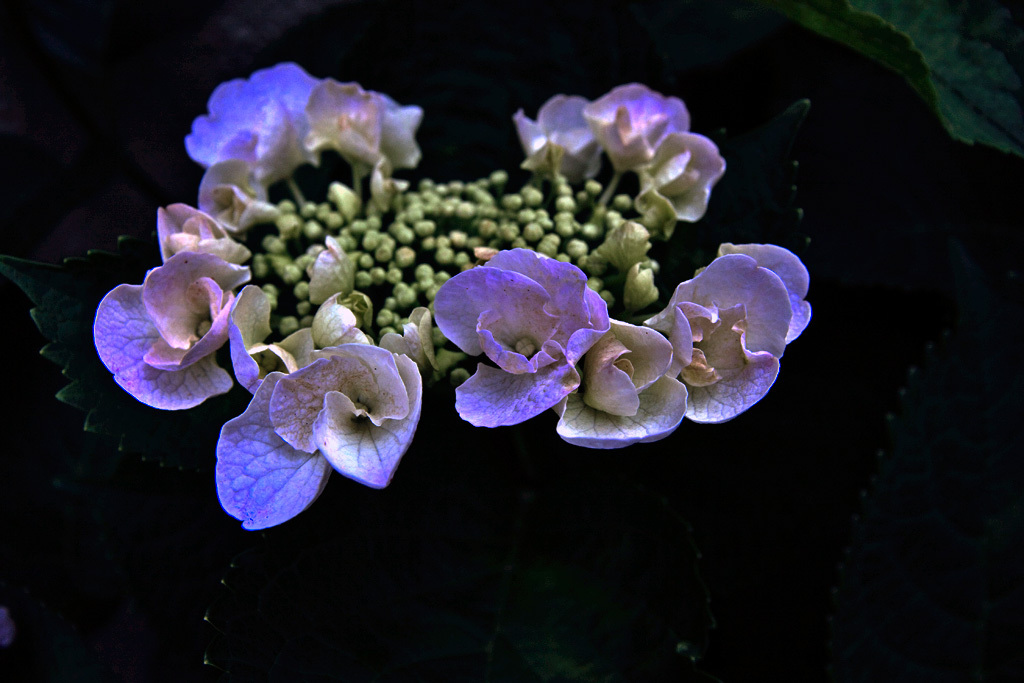 中野の紫陽花