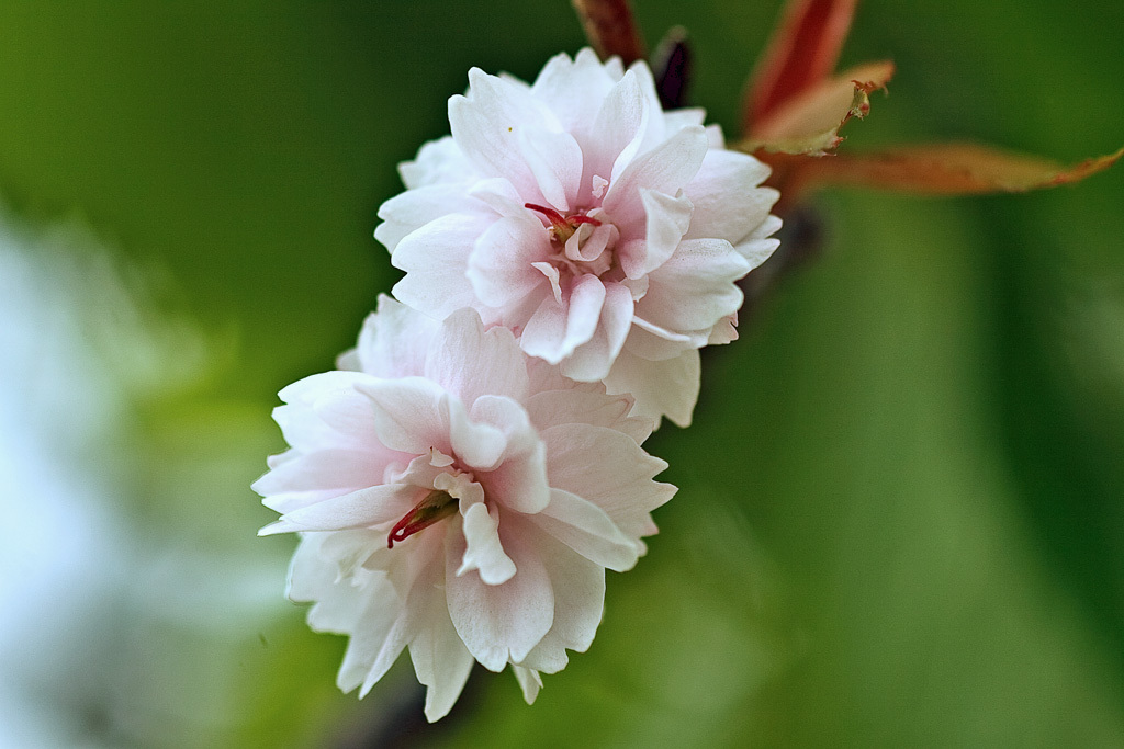 見収め桜