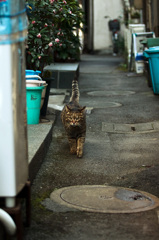 佃島の猫