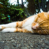 猫の昼寝
