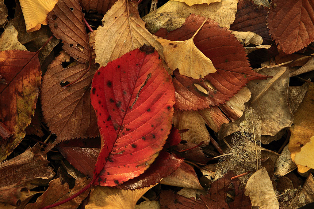 leaf fall
