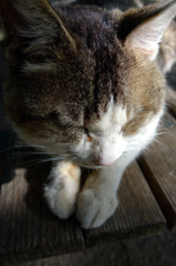 猫眠い
