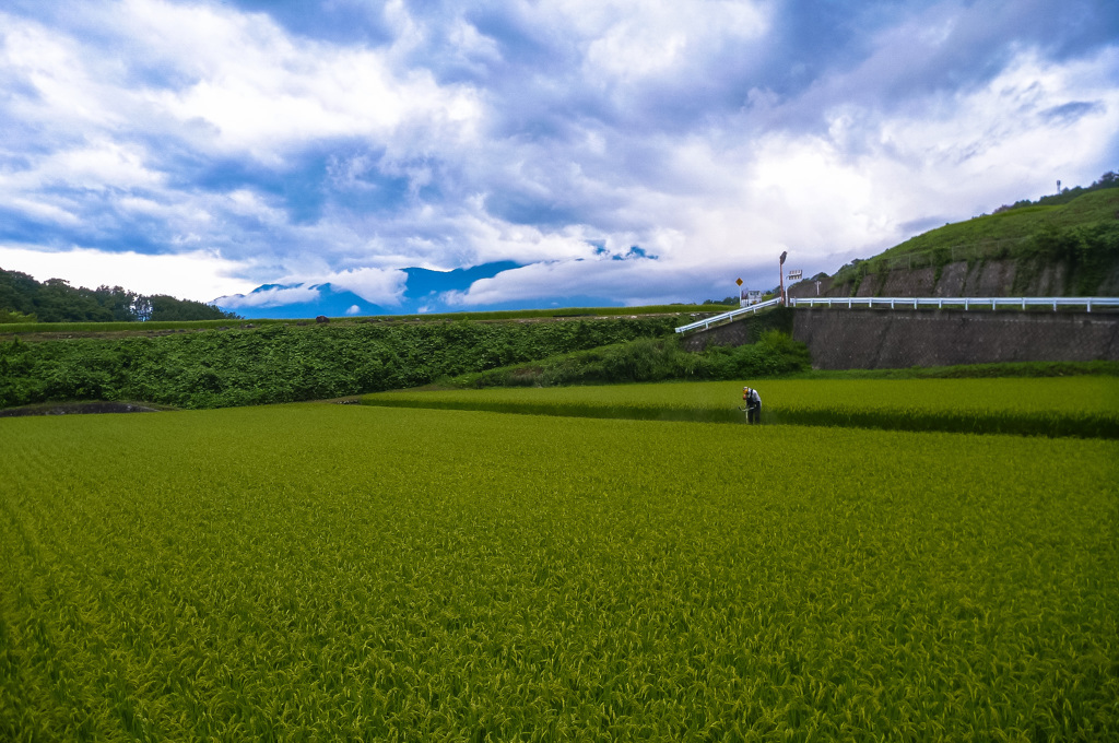山梨の田んぼ
