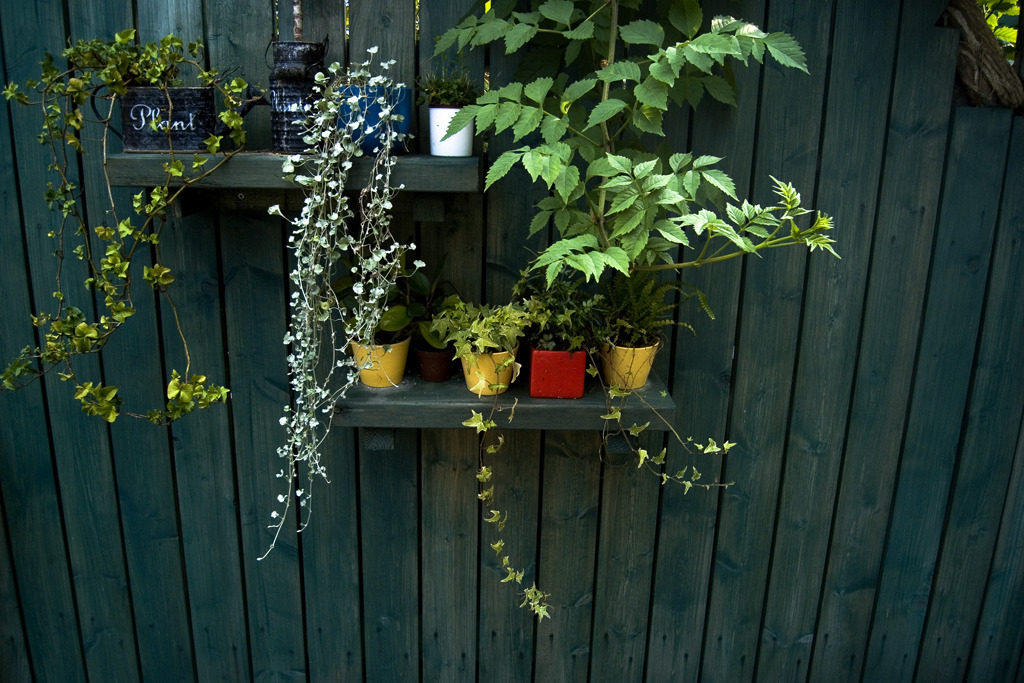 plant