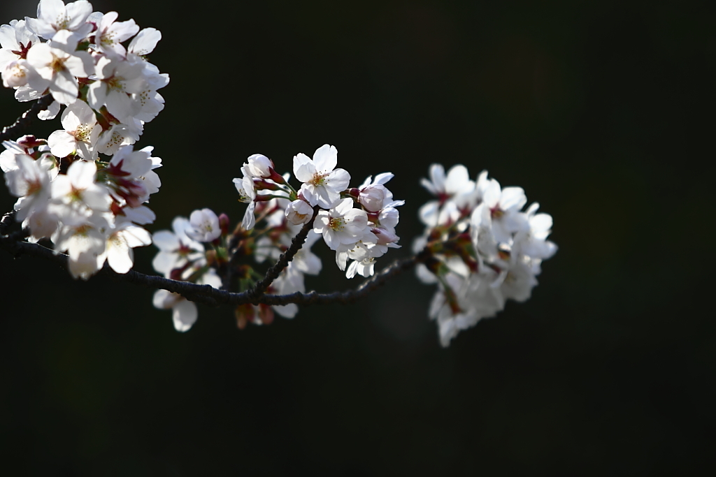 桜咲く