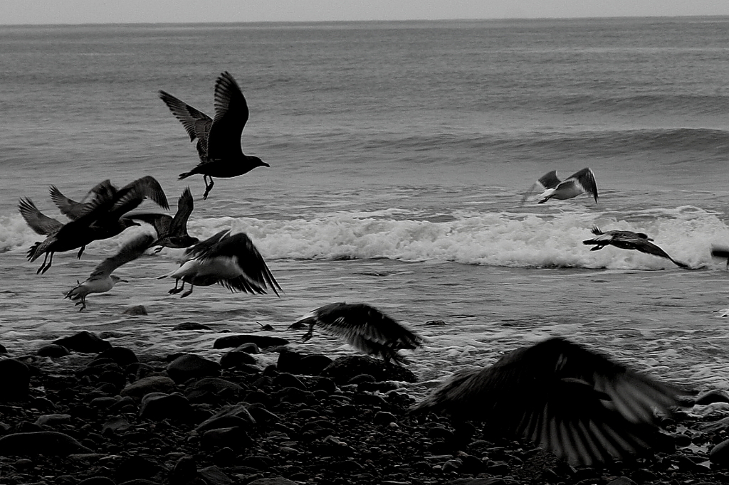 北の海鳥