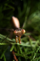 カマキリ