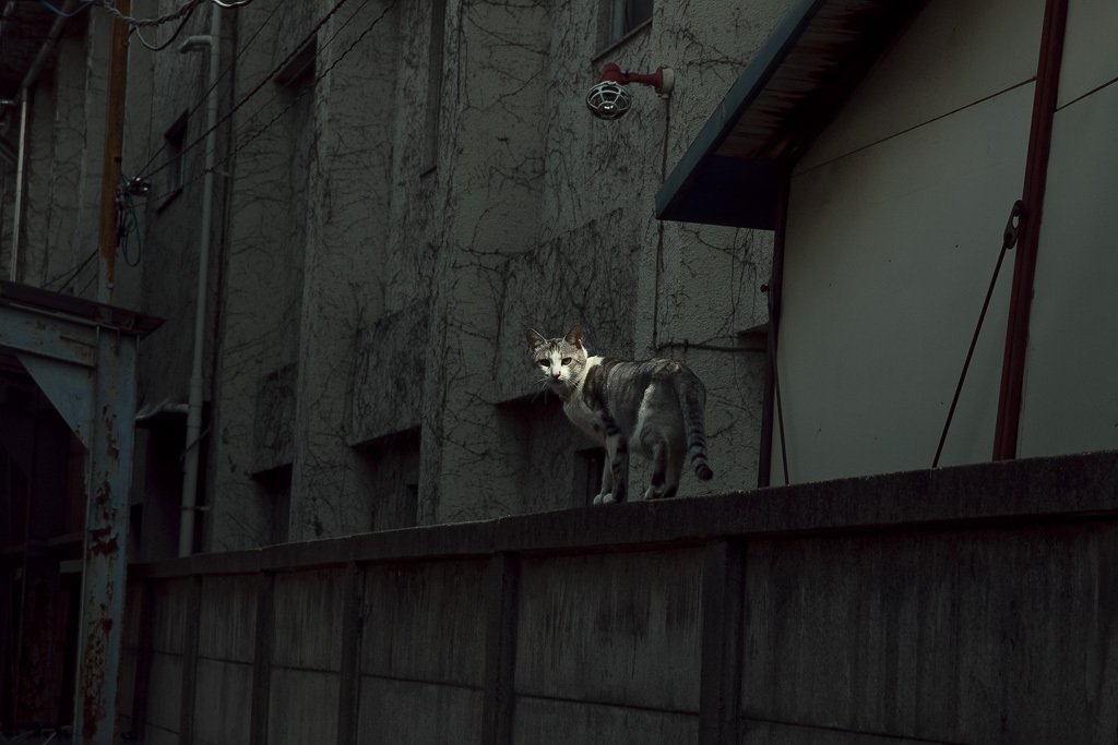 東向島の猫