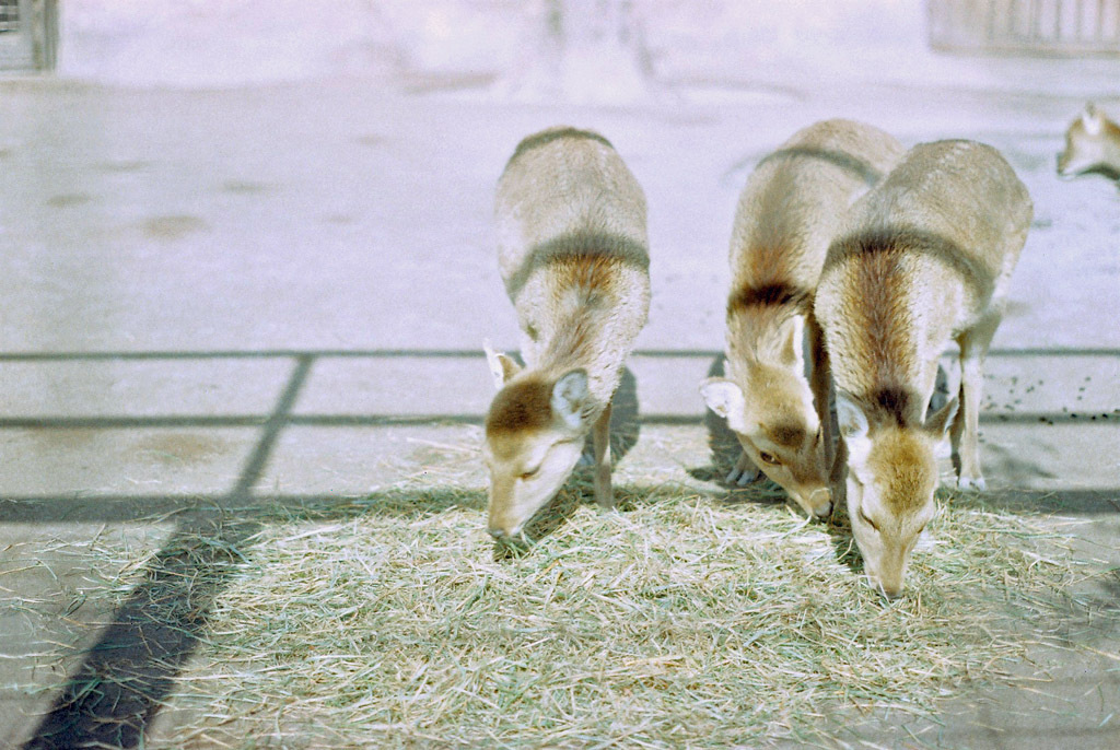 ３匹の小鹿