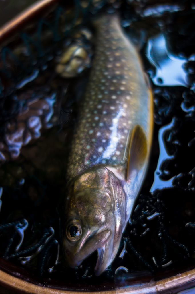 岩魚
