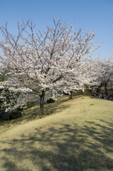 丘の上の桜