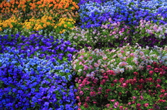 Rainbow Garden