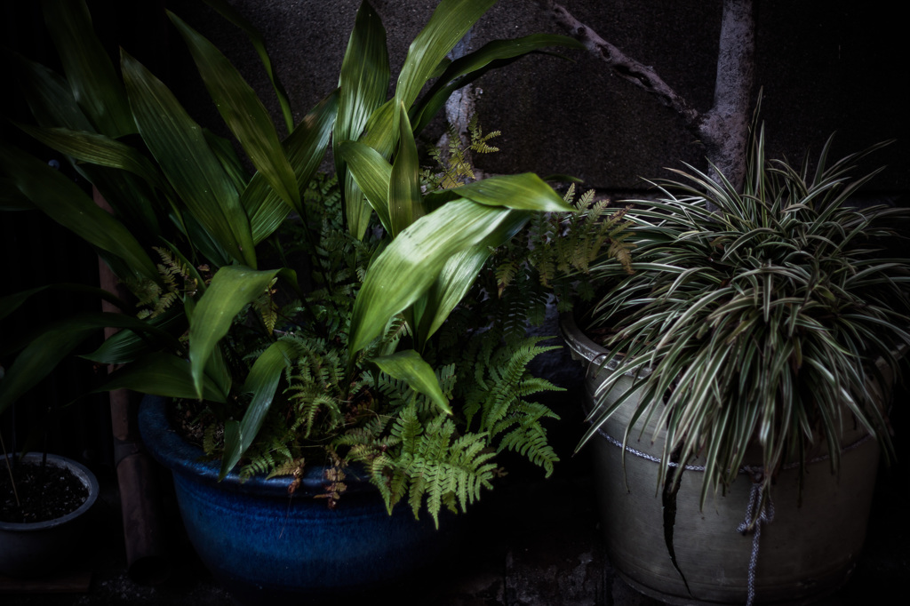 路地裏の鉢植え