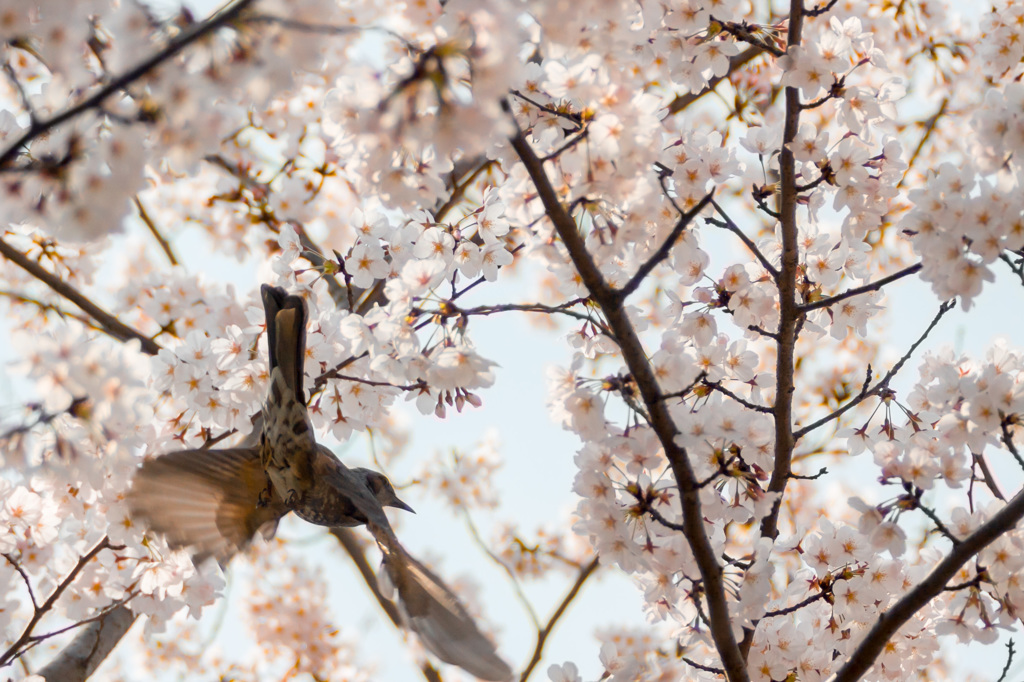 ヒヨドリと桜