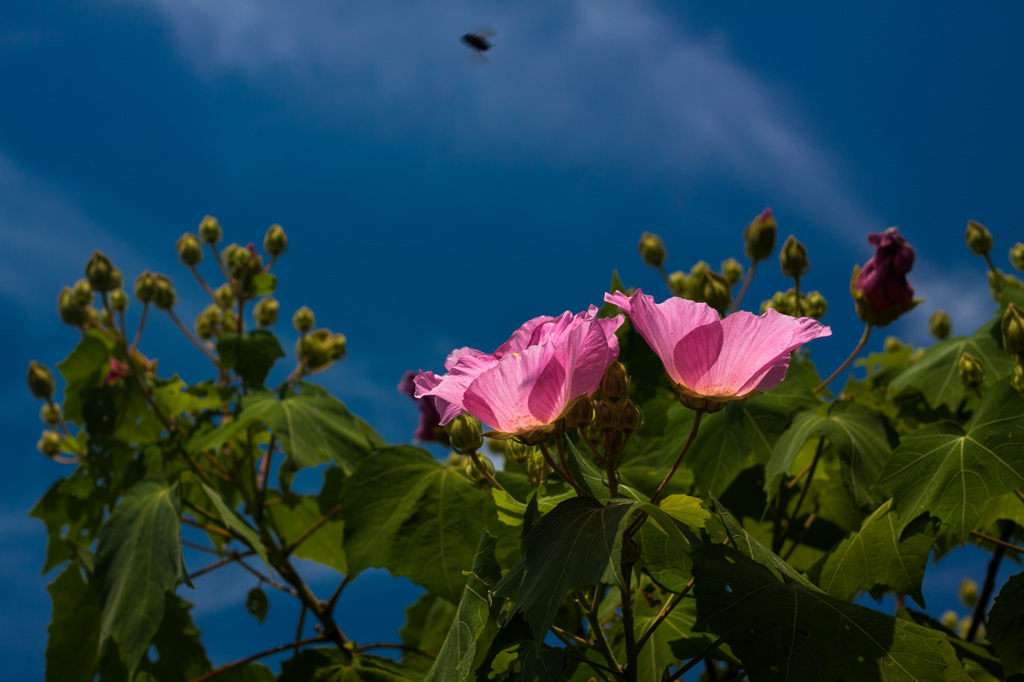 8月１日の空