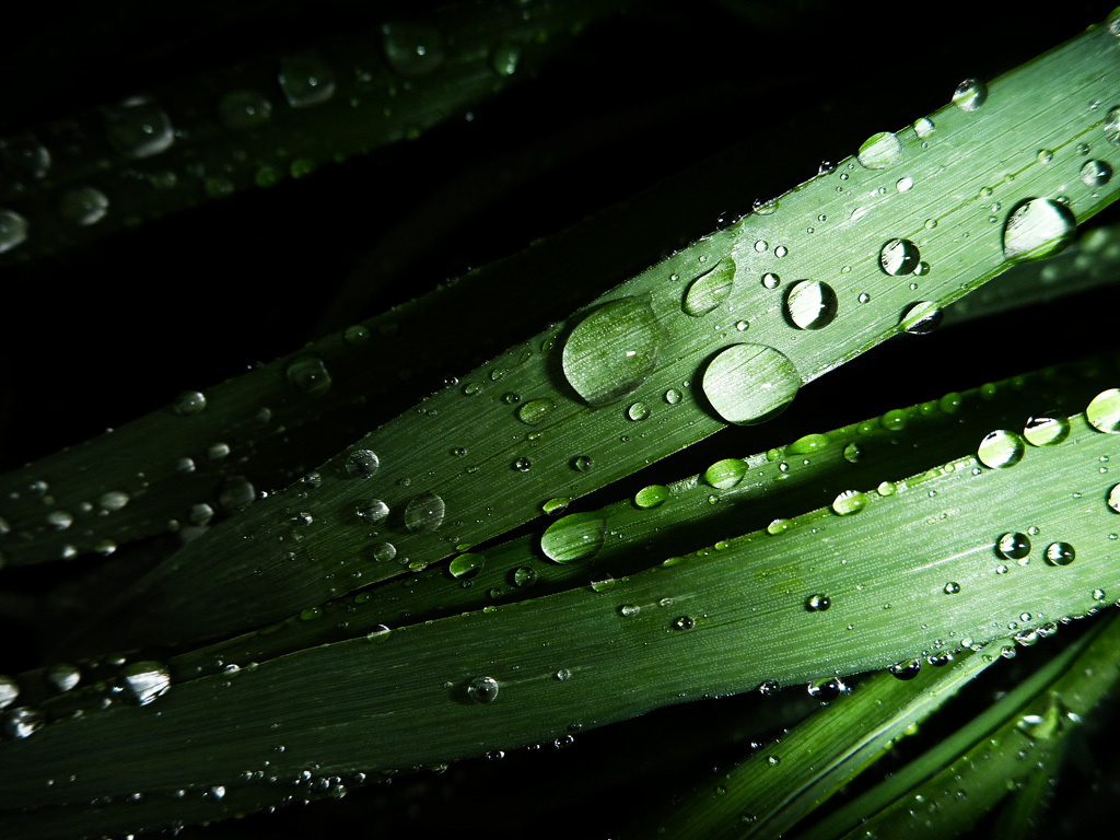 雨上がりの葉