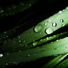 雨上がりの葉
