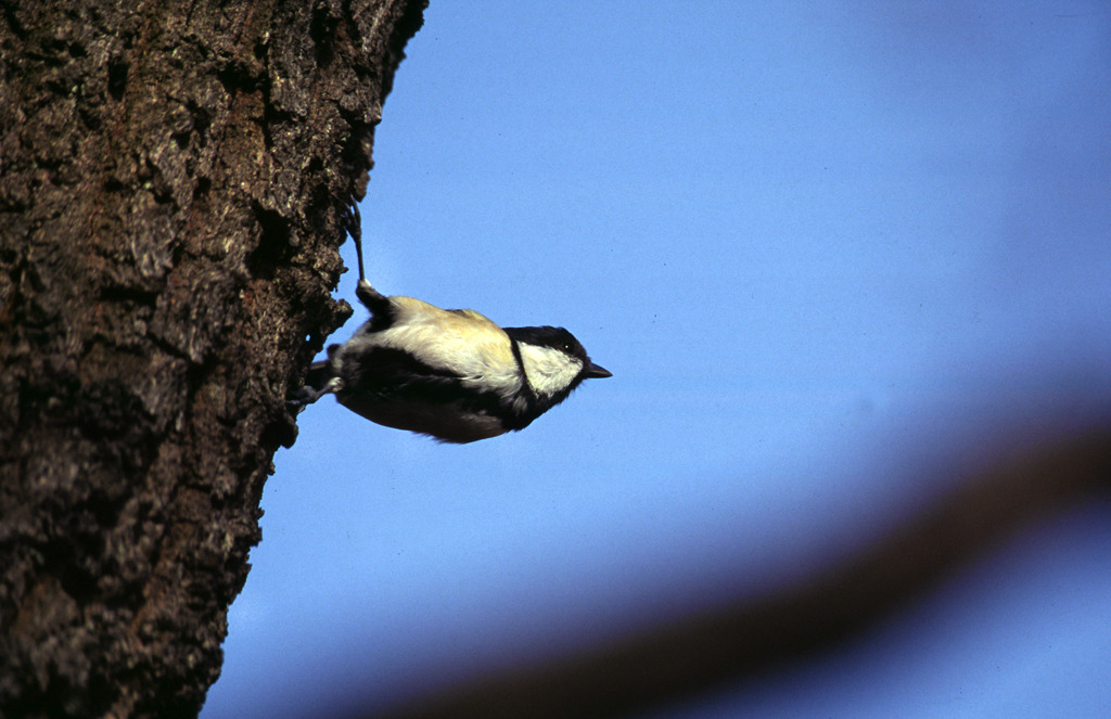 シジュウカラ