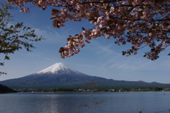 八重桜と富士山