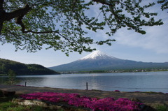 芝桜と富士山