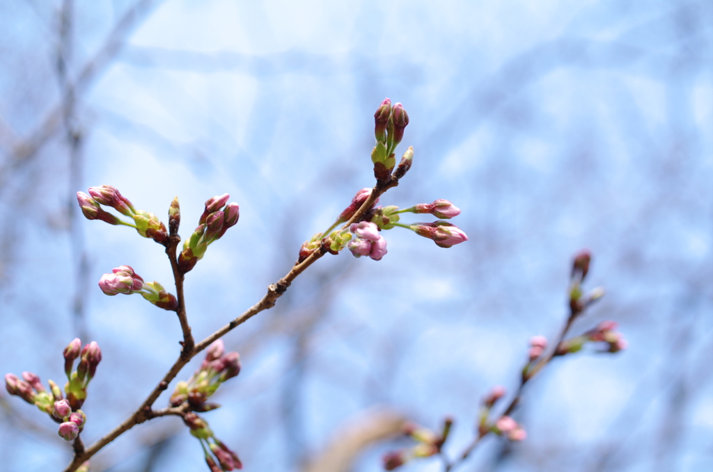 桜色のつぼみ