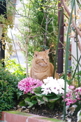 花壇には猫が