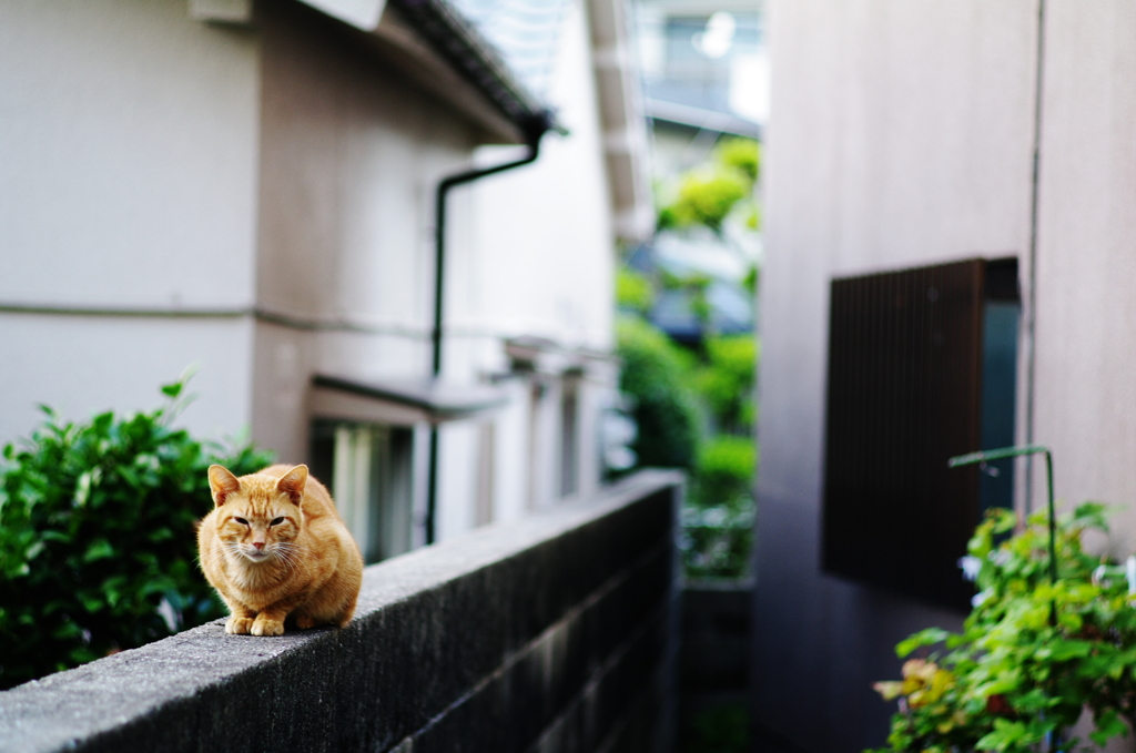 猫がいる風景