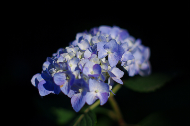 アジサイ（紫陽花）
