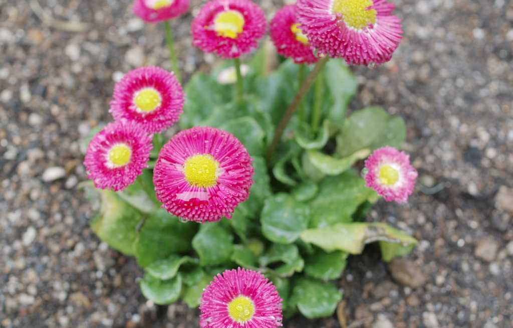 雛菊の花