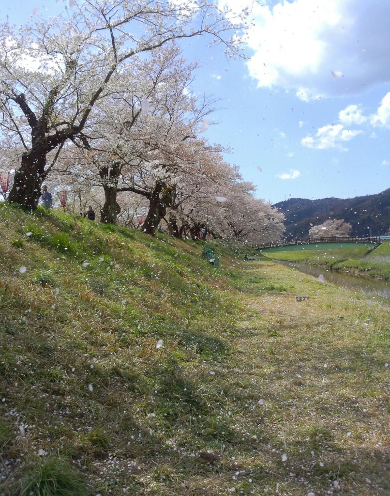 桜吹雪