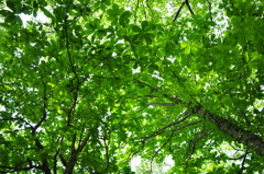 初夏の森　その２