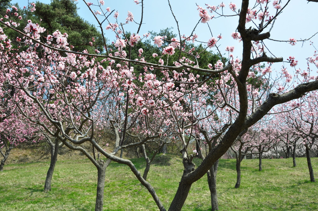 春爛漫