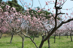 春爛漫