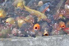 公園の鯉