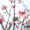 春爛漫　その４