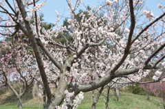 春爛漫　その３