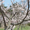 春爛漫　その３