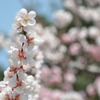 春爛漫　その２