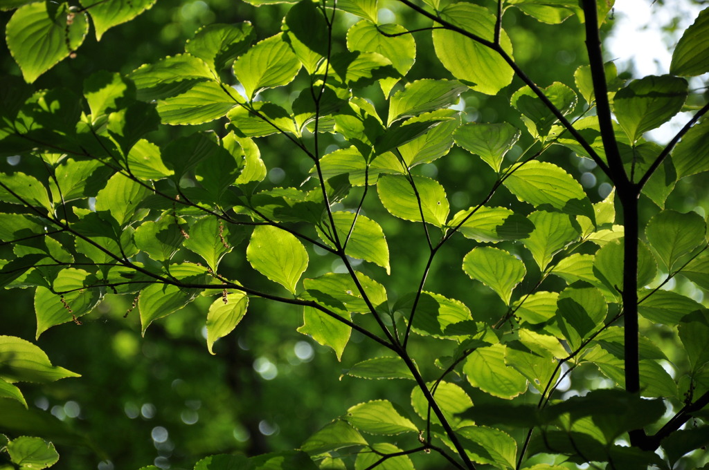 初夏の森　その１