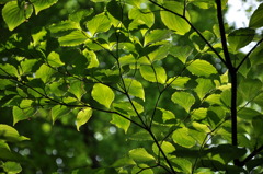 初夏の森　その１