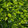 初夏の森　その１